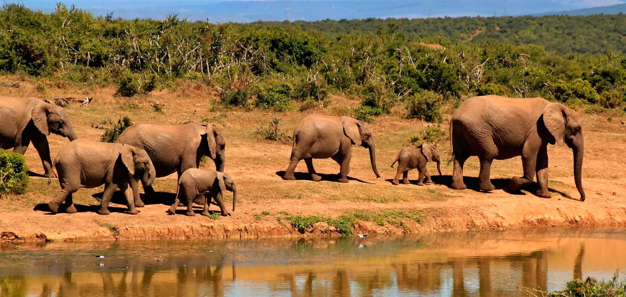 Kosher Travel South Africa Testimonials