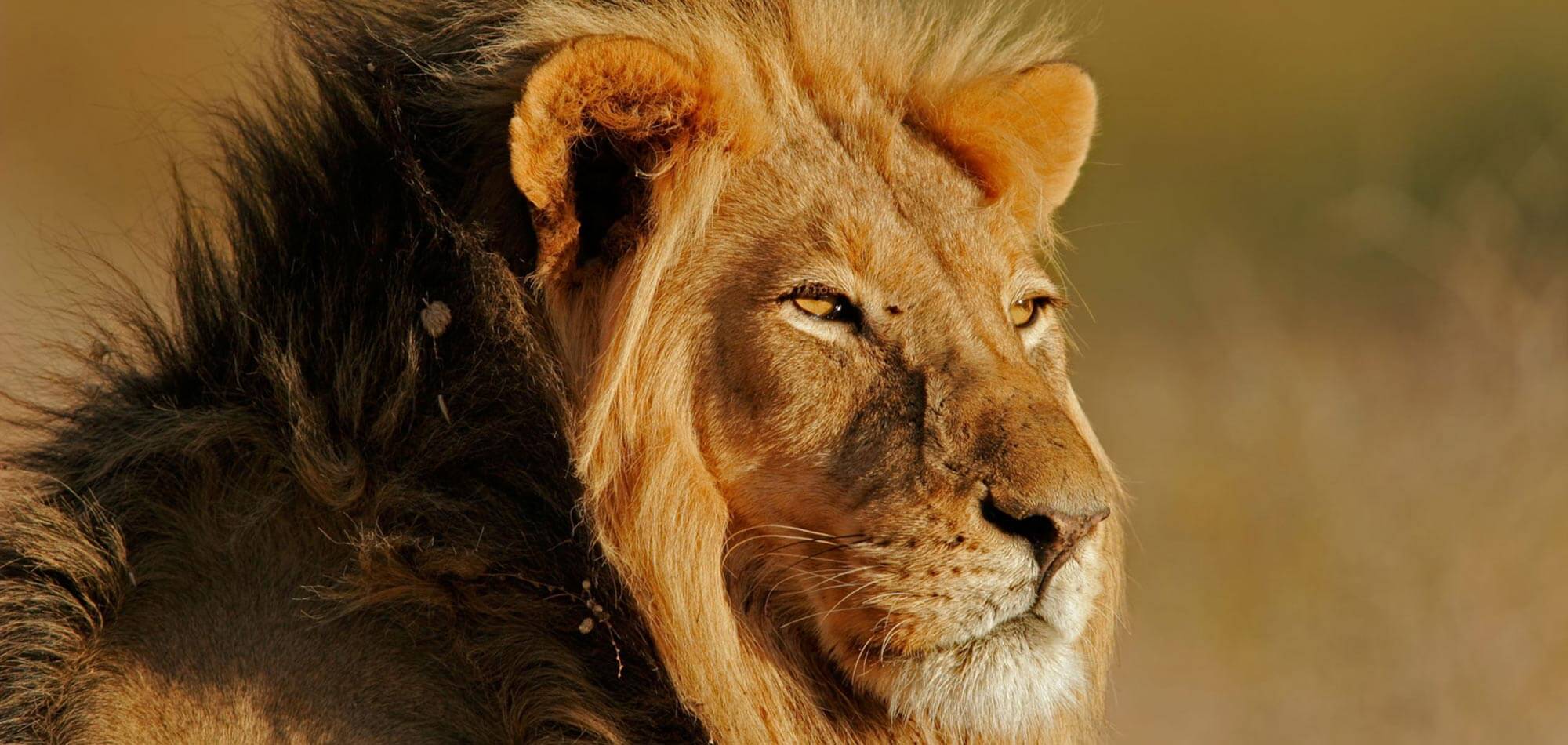 South Africa Kosher Holidays